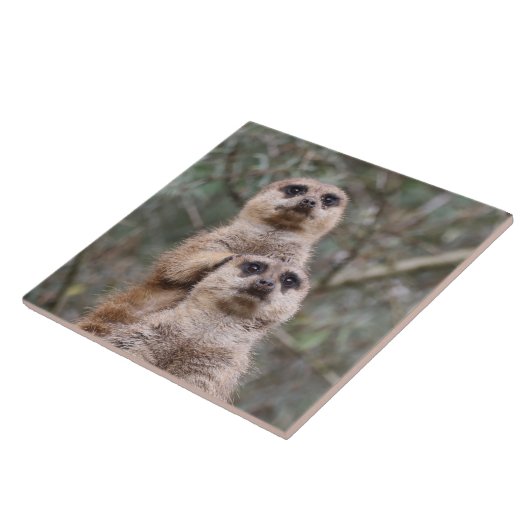 Meerkat 035 tegeltje (Zijkant)
