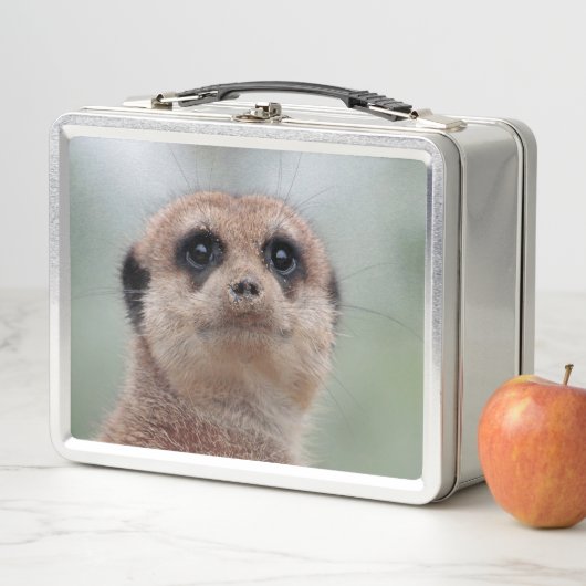 Meerkat 036 (In situ)