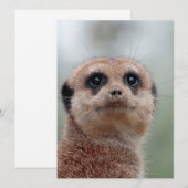 Meerkat 036 feestdagenkaart (Voorkant / Achterkant)