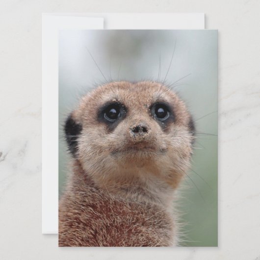 Meerkat 036 feestdagenkaart (Voorkant)
