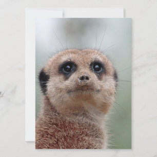 Meerkat 036 feestdagenkaart
