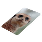 Meerkat 036 magneet (Linkerzijde)