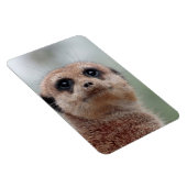 Meerkat 036 magneet (Rechterzijde)