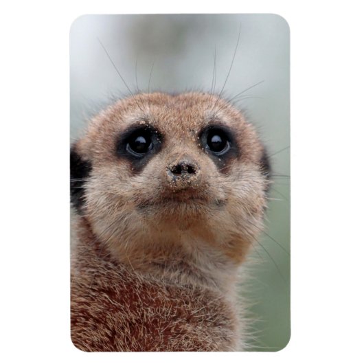 Meerkat 036 magneet (Verticaal)