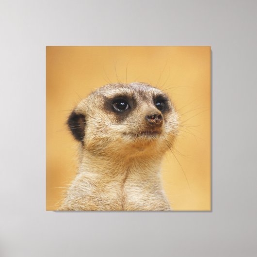 Meerkat 037 canvas afdruk (Voorkant)