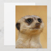 Meerkat 037 feestdagenkaart (Voorkant / Achterkant)