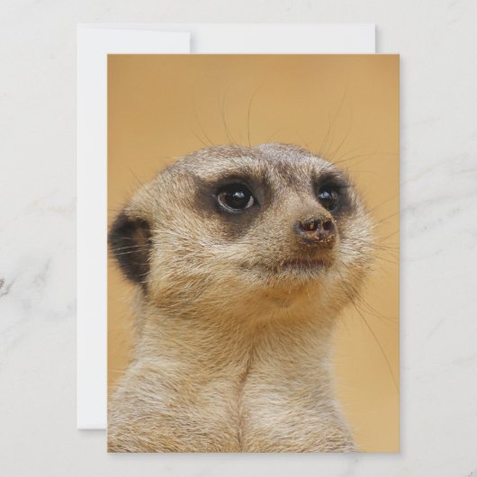 Meerkat 037 feestdagenkaart (Voorkant)