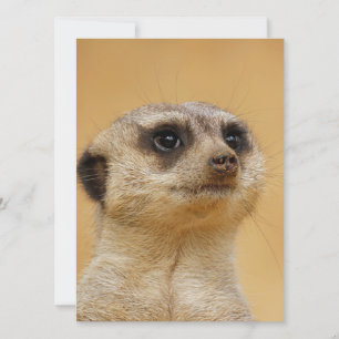 Meerkat 037 feestdagenkaart