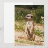 Meerkat 038 feestdagenkaart (Voorkant / Achterkant)
