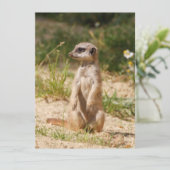 Meerkat 038 feestdagenkaart (Staand voorkant)