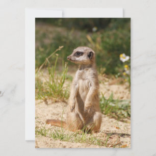 Meerkat 038 feestdagenkaart