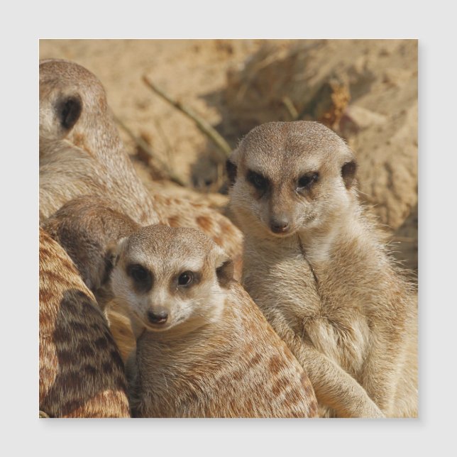 Meerkat 039 (Voorkant)