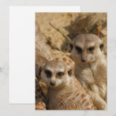 Meerkat 039 feestdagenkaart (Voorkant / Achterkant)