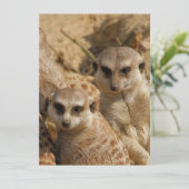 Meerkat 039 feestdagenkaart (Staand voorkant)
