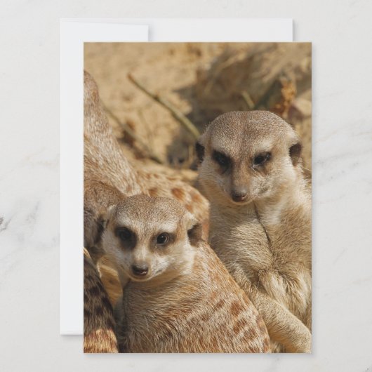 Meerkat 039 feestdagenkaart (Voorkant)