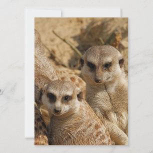 Meerkat 039 feestdagenkaart