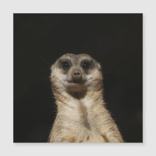 Meerkat 040