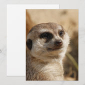 Meerkat 041 feestdagenkaart (Voorkant / Achterkant)