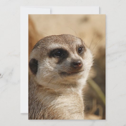 Meerkat 041 feestdagenkaart (Voorkant)