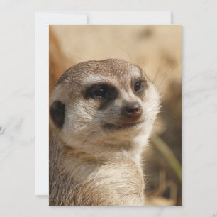 Meerkat 041 feestdagenkaart