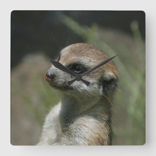 Meerkat 043 vierkante klok (Voorkant)