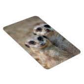 Meerkat 047 magneet (Rechterzijde)