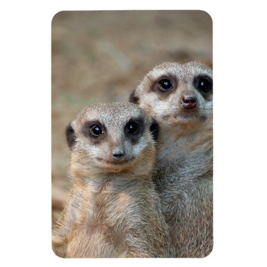 Meerkat 047 magneet (Verticaal)