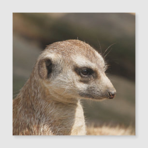 Meerkat 048