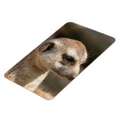 Meerkat 048 magneet (Linkerzijde)
