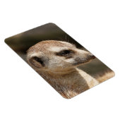 Meerkat 048 magneet (Rechterzijde)