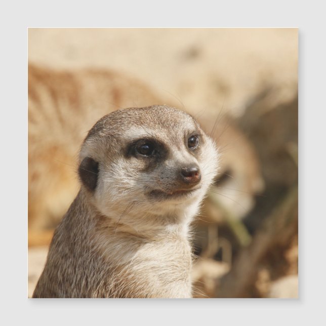 Meerkat 052 (Voorkant)