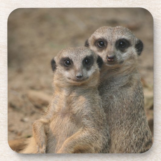 Meerkat 067 bier onderzetter (Voorkant)