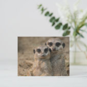 Meerkat 067 briefkaart (Staand voorkant)