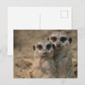 Meerkat 067 briefkaart (Voorkant / Achterkant)