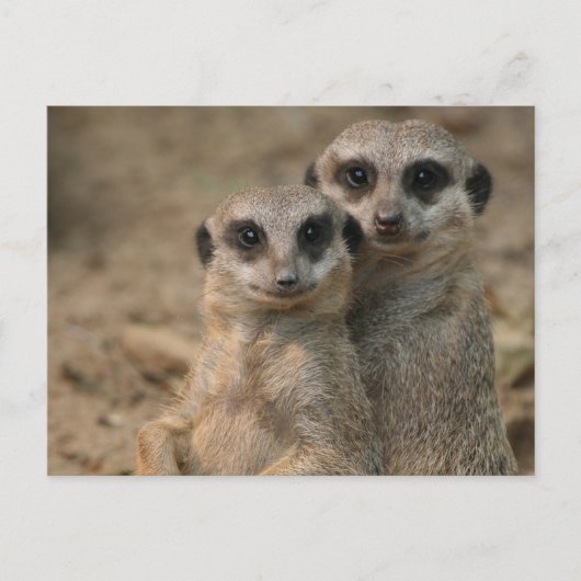 Meerkat 067 briefkaart (Voorkant)