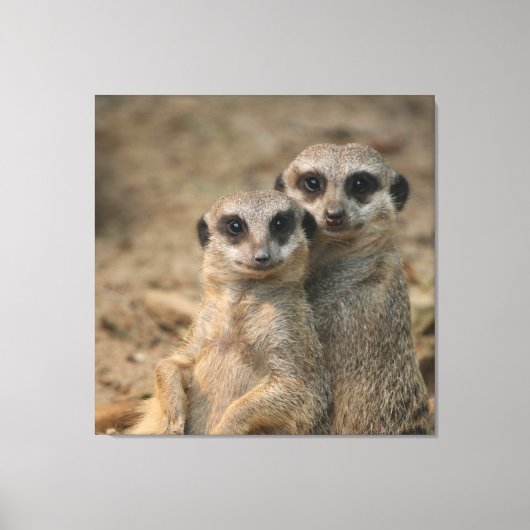 Meerkat 067 canvas afdruk (Voorkant)
