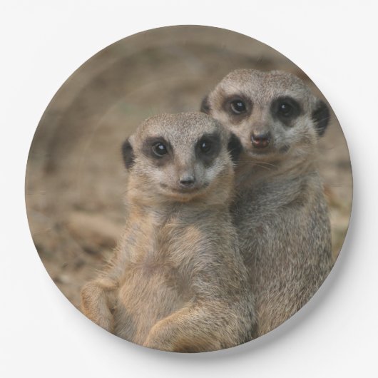 Meerkat 067 papieren bordje (Voorkant)