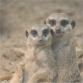 Meerkat 067 sticker (Voorkant)