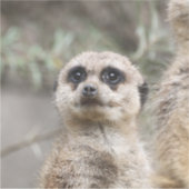 Meerkat 082 sticker (Voorkant)