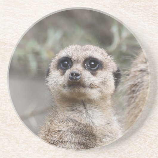 Meerkat 082 zandsteen onderzetter (Voorkant)
