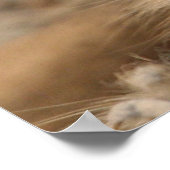 Meerkat 090 poster (Hoek)