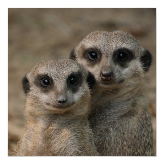 Meerkat 098 poster (Voorkant)