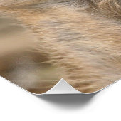 Meerkat 098 poster (Hoek)