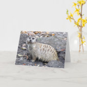 Meerkat (1043) Wenskaart Kaart (Gele Bloem)