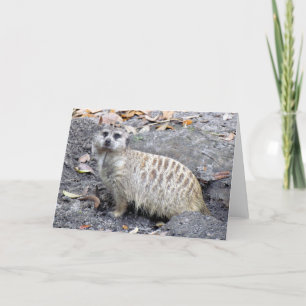 Meerkat (1043) Wenskaart Kaart