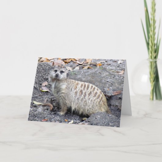 Meerkat (1043) Wenskaart Kaart (Voorkant)