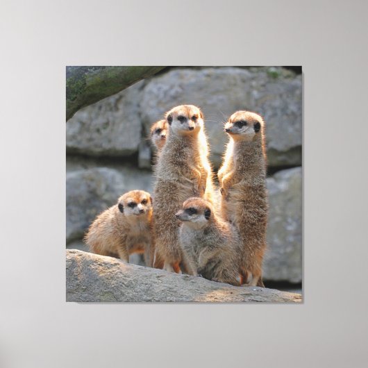 Meerkat 110 canvas afdruk (Voorkant)