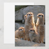 Meerkat 110 feestdagenkaart (Voorkant / Achterkant)