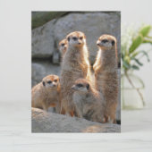 Meerkat 110 feestdagenkaart (Staand voorkant)