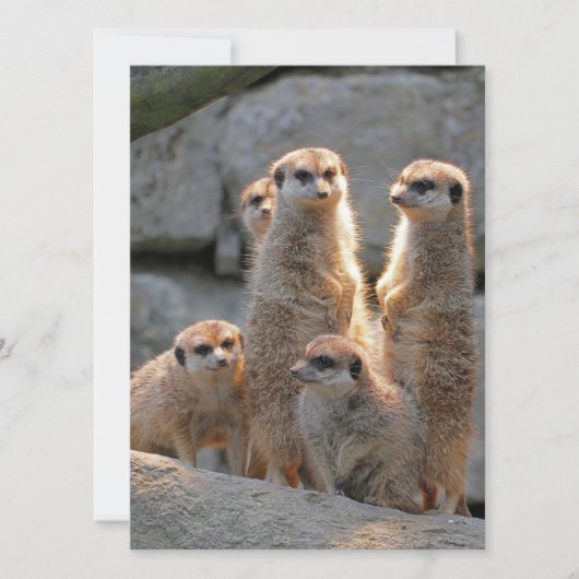 Meerkat 110 feestdagenkaart (Voorkant)